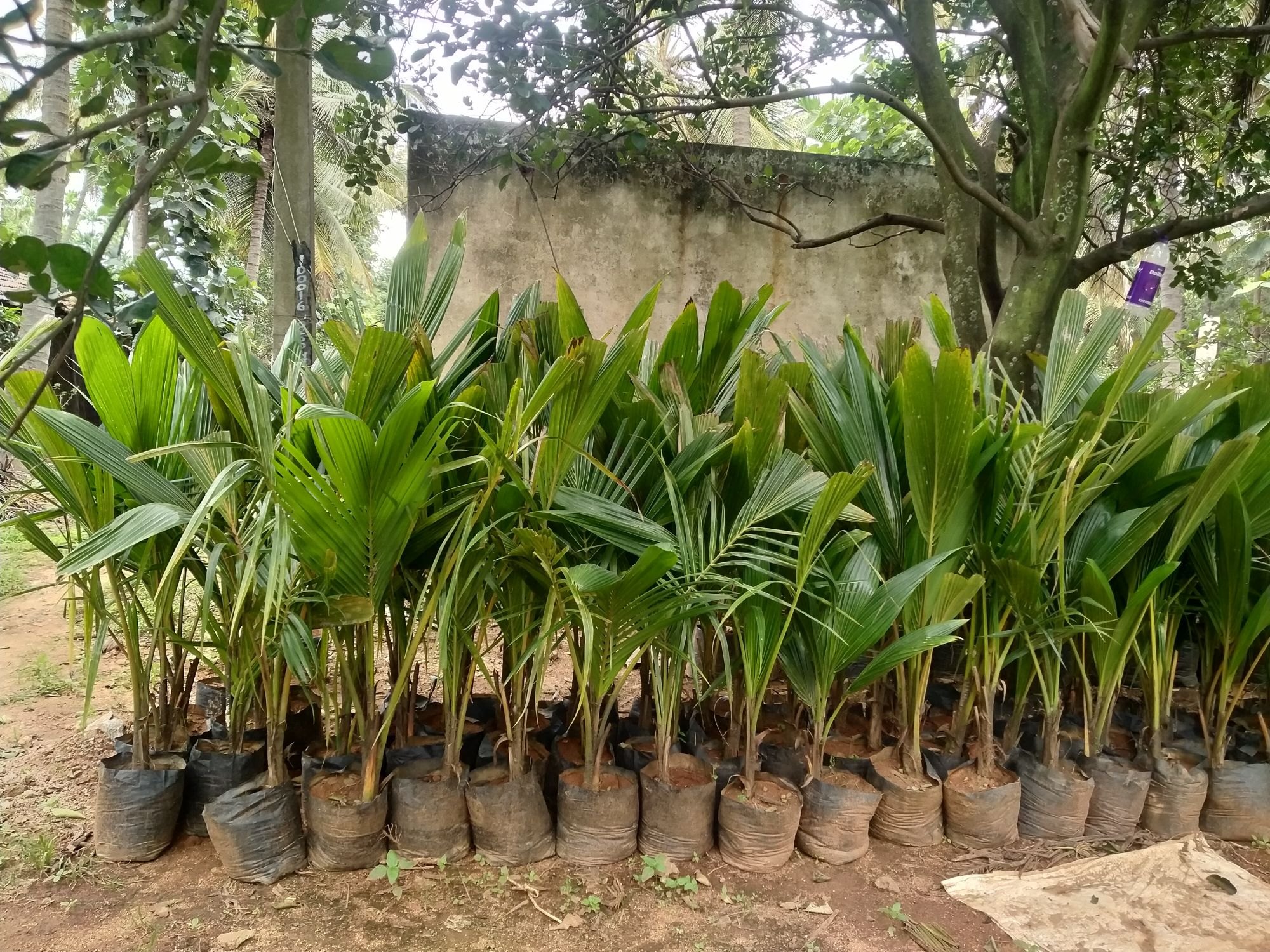Tiptur Tall Coconut — Coconut sapling available at Agro Nursery Garden